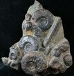 Plate of Devonian Ammonites From Morocco - #14280-1